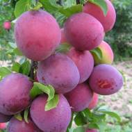 Саженец Слива колоновидная Блю Свит в контейнере